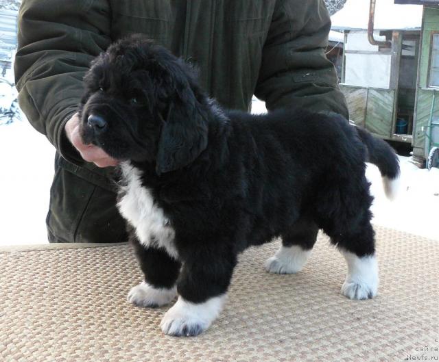 Фото: ньюфаундленд Пчёлкин Дом Гранд Геркулес