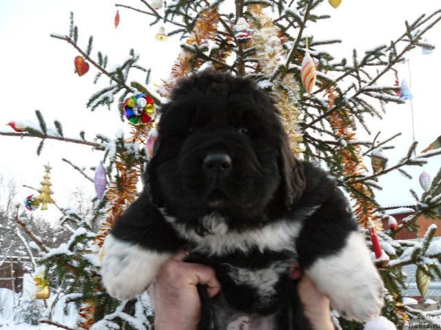 Фото: ньюфаундленд Пчёлкин Дом Гранд Геркулес