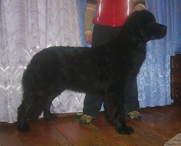 Фото: ньюфаундленд Амазонка Эми Чардишик