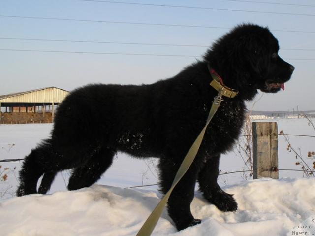 Фото: ньюфаундленд Клиффорд из Тихого Омута