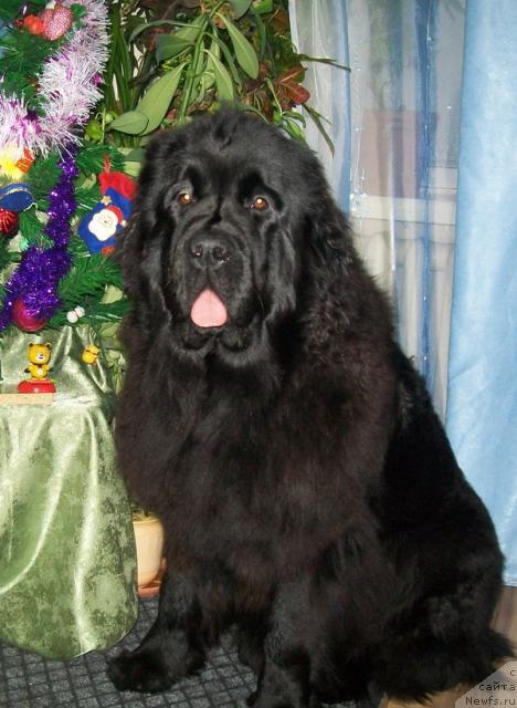 Фото: ньюфаундленд Fortuna of Giant's Island