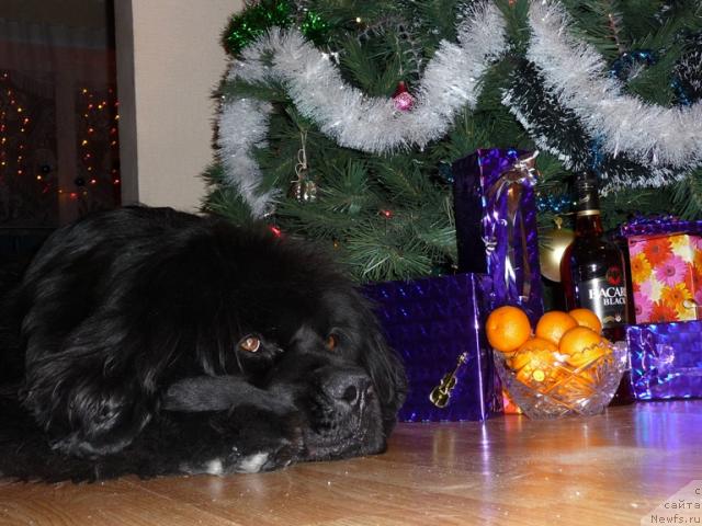 Фото: ньюфаундленд Рафаэлла Бриллианс Черная Жемчужина