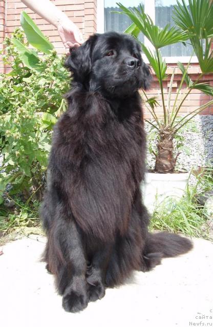 Фото: ньюфаундленд Абигаль Мистер Ньюф (Abigayl Mister Newf)