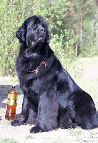 Фотография № 36325