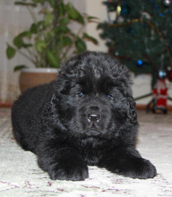 Фото: ньюфаундленд Акватория Келвин Куинджи