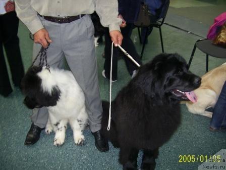 Фото: ньюфаундленд Лесная Сказка Руслана, ньюфаундленд Супер Бизон Батон
