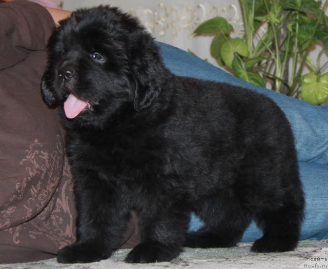 Фото: ньюфаундленд Акватория Келвин Королева Марго