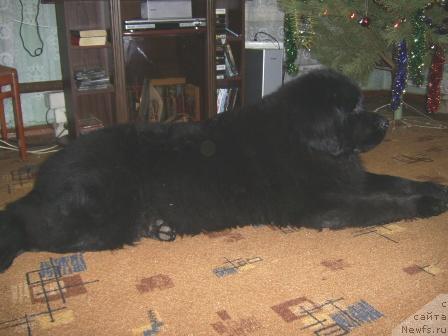 Фото: ньюфаундленд Лесная Сказка Руслана