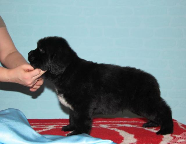 Фото: ньюфаундленд Акватория Келвин Люкс