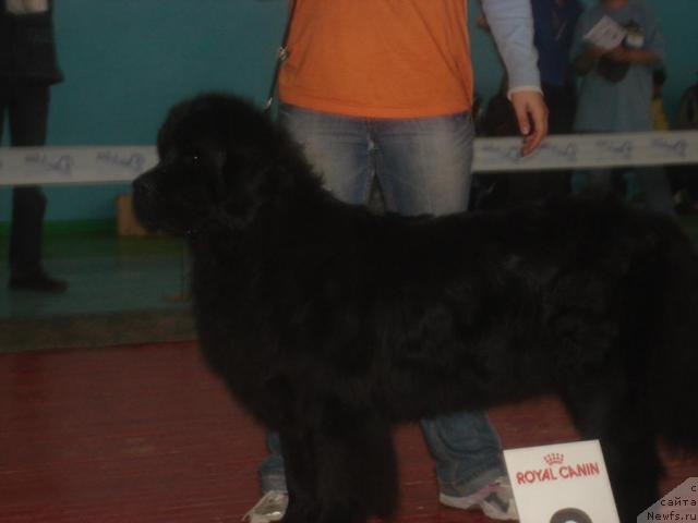 Фото: ньюфаундленд Дольче Вита от Сибирского Медведя