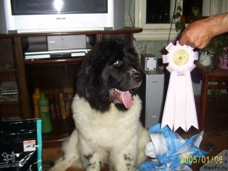 Фото: ньюфаундленд Супер Бизон Батон