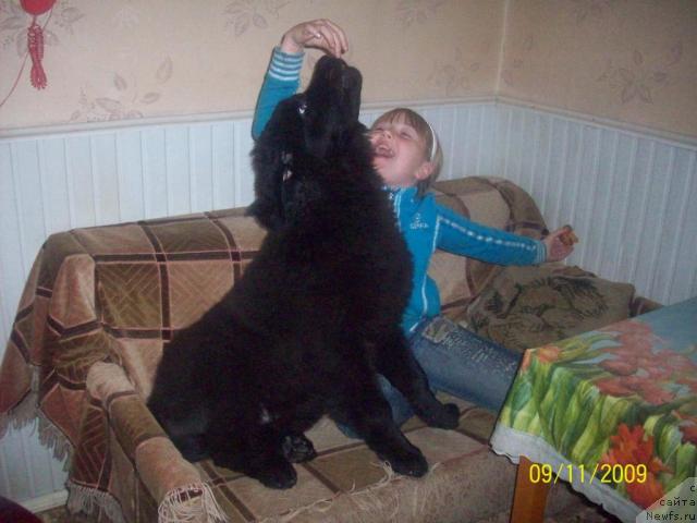Фото: ньюфаундленд Цесарь Нельсон Тайгер Блек
