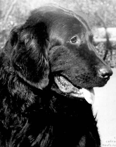 Фото: ньюфаундленд Глафи Рани