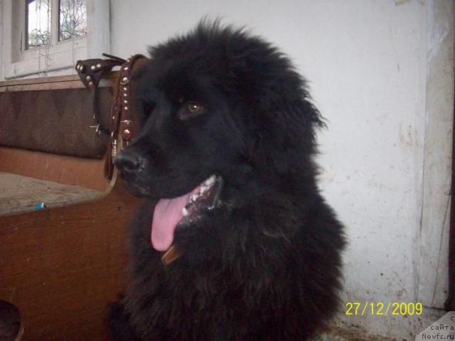 Фото: ньюфаундленд Цесарь Нельсон Тайгер Блек