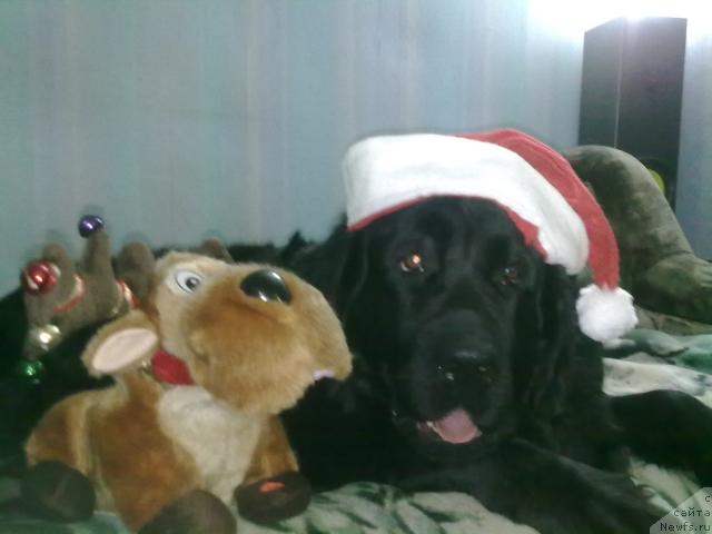 Фото: ньюфаундленд Великий Медведь Загадка