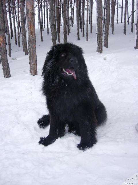 Фото: ньюфаундленд Эра Гранд Люкс Чери Николь