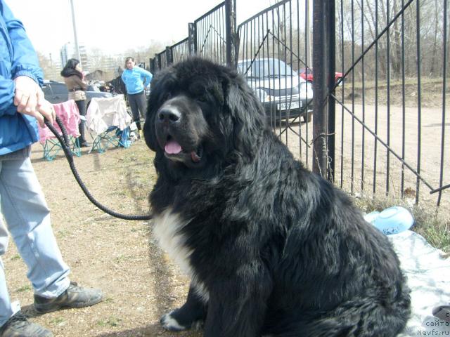 Фото: ньюфаундленд Маг Исполин Ермак