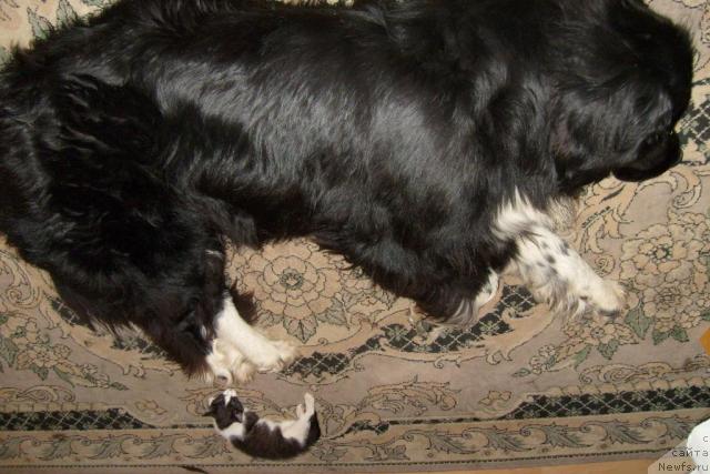 Фото: ньюфаундленд Маг Исполин Ерихон