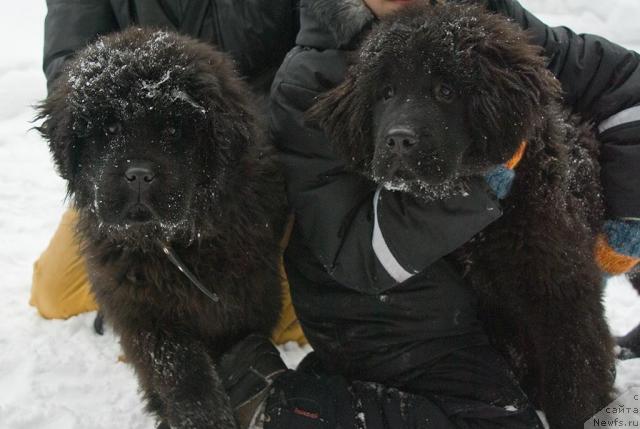 Фото: ньюфаундленд Ирида Вестница Богов, ньюфаундленд Изумрудная Лагуна Аргона