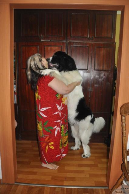 Фото: ньюфаундленд Лорд Люксембург Аюлар из Тихого Омута (Lord Luxemburg Ayular iz Tihogo Omuta), Марина Турапина