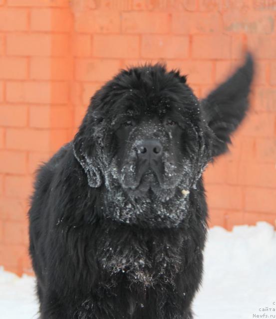 Фото: ньюфаундленд Акватория Келвин Импрессарио