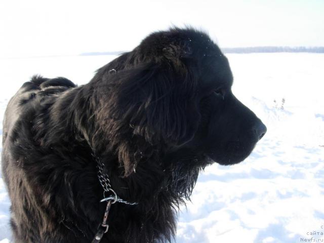 Фотография № 36439