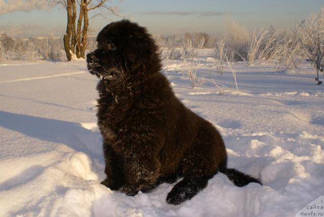 Фото: ньюфаундленд Потап Ярославна