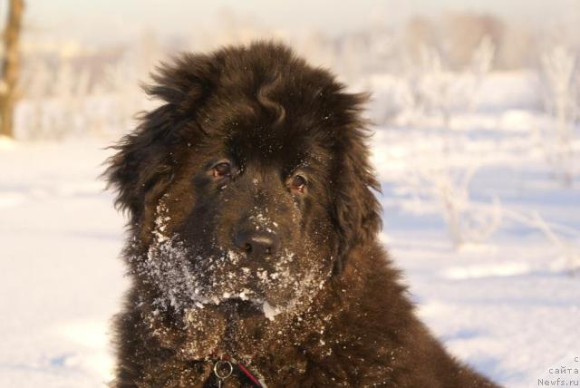 Фото: ньюфаундленд Потап Ярославна