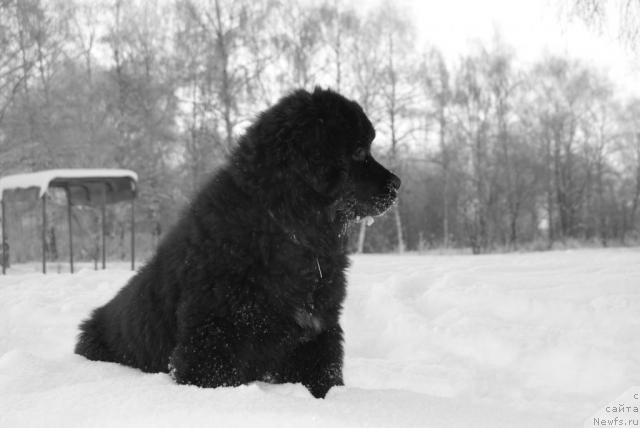 Фото: ньюфаундленд Потап Ярославна