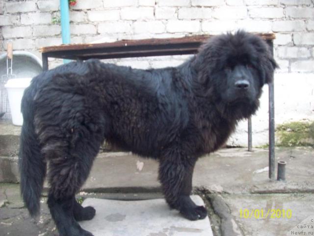 Фото: ньюфаундленд Цесарь Нельсон Тайгер Блек