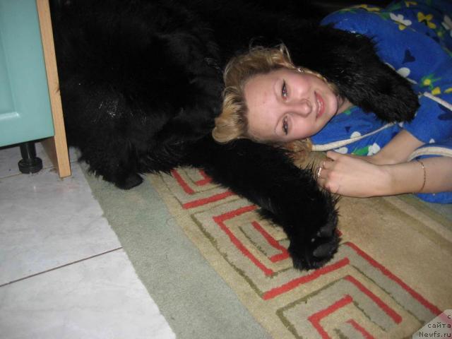 Фото: ньюфаундленд Ньюфорт Лунный Бархат