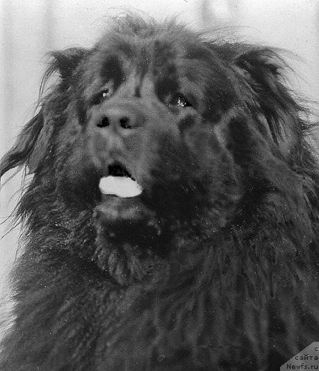 Фото: ньюфаундленд Цана Бей