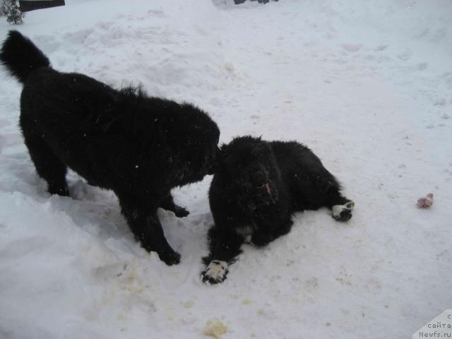 Фото: ньюфаундленд Ньюфорт Лунный Бархат, ньюфаундленд Блестящая Брина