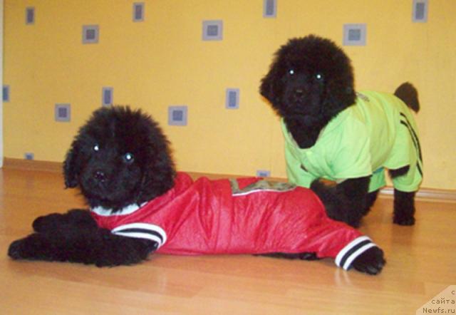 Фото: ньюфаундленд Сердечный Друг, ньюфаундленд Самая Любимая