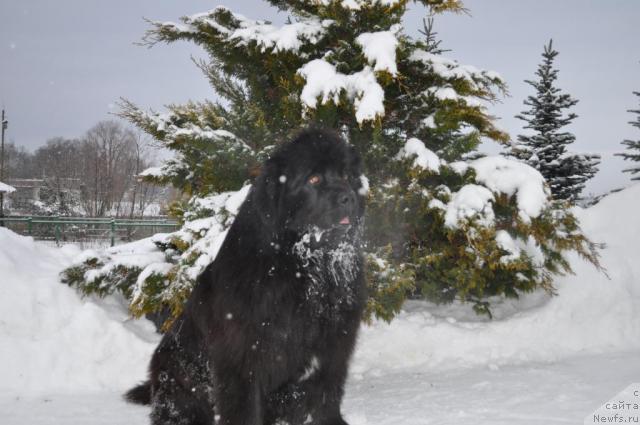 Фото: ньюфаундленд Duty Free of Apachee's Home