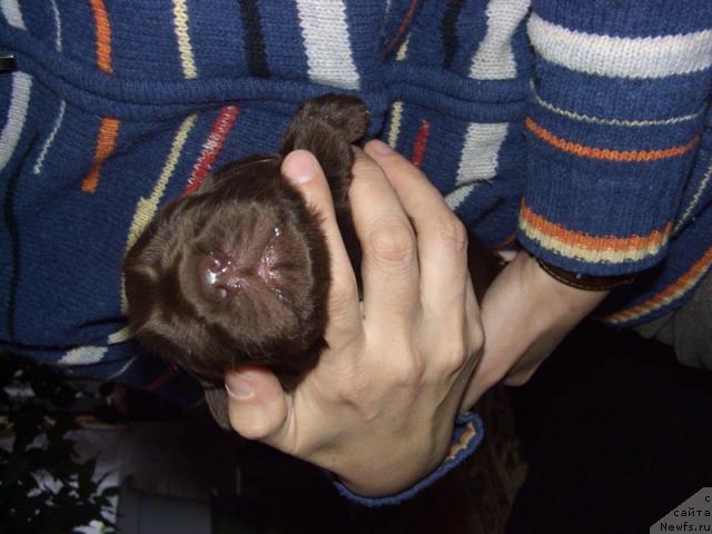 Фото: ньюфаундленд Бархатка Роскошная