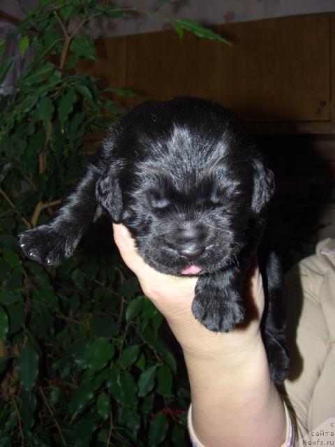 Фото: ньюфаундленд Баловень Судьбы