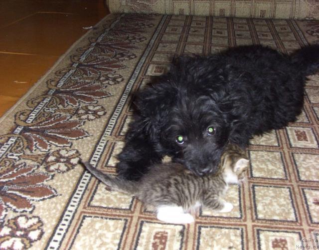 Фотография № 36517