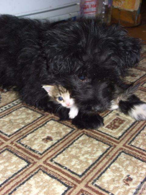 Фотография № 36519