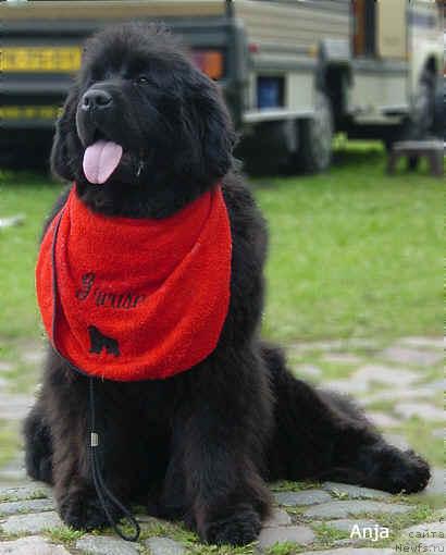 Фото: ньюфаундленд Chatkantarra Grease Lightning