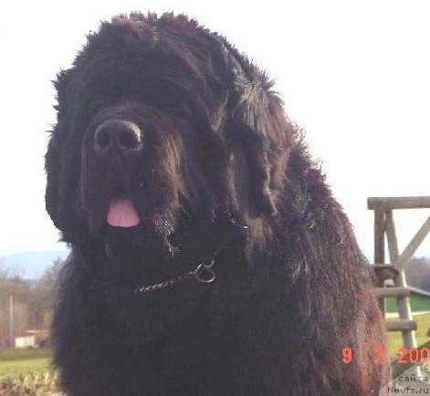 Фото: ньюфаундленд Cannon Bear's Questor