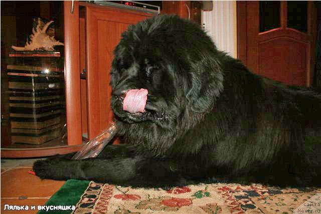 Фото: ньюфаундленд Лав Стори из Тихого Омута (Love Story iz Tihogo Omuta)