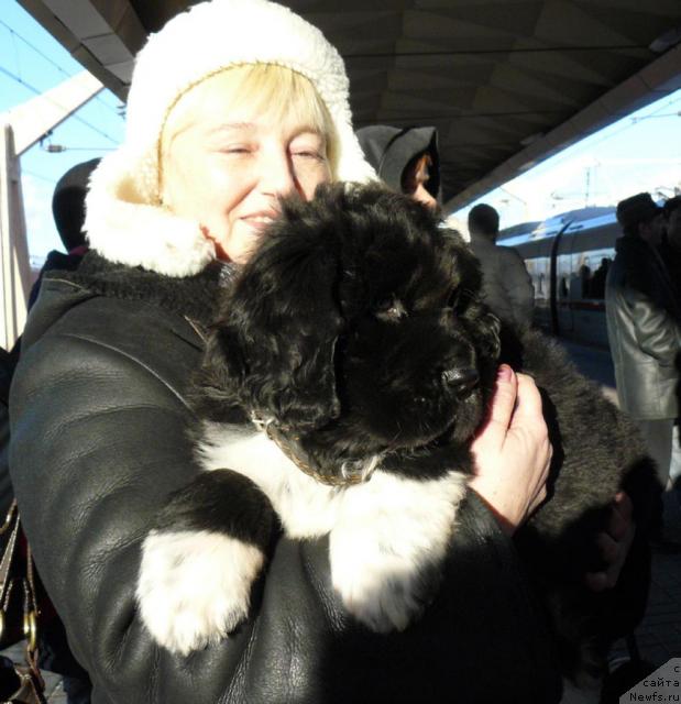 Фото: ньюфаундленд Пчёлкин Дом Гранд Геркулес, Елена Морозик