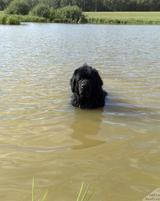 Фото: ньюфаундленд Топтыжка Никита Кожемяка