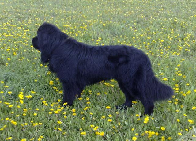 Фото: ньюфаундленд Топтыжка Никита Кожемяка