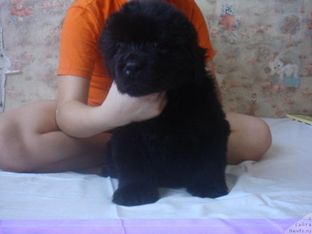 Фото: ньюфаундленд Ариетта Скарлет Силк