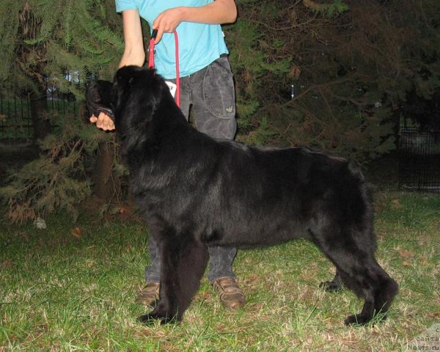 Фото: ньюфаундленд Ластёна с Берега Дона (Lastena s Berega Dona)