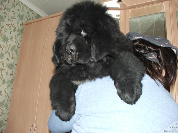 Фото: ньюфаундленд Плюшевая Панда Северный Версаль (Plushevaya Panda Severny Versal)