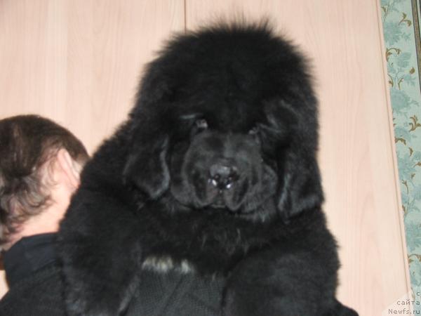 Фото: ньюфаундленд Плюшевая Панда Северный Версаль (Plushevaya Panda Severny Versal)