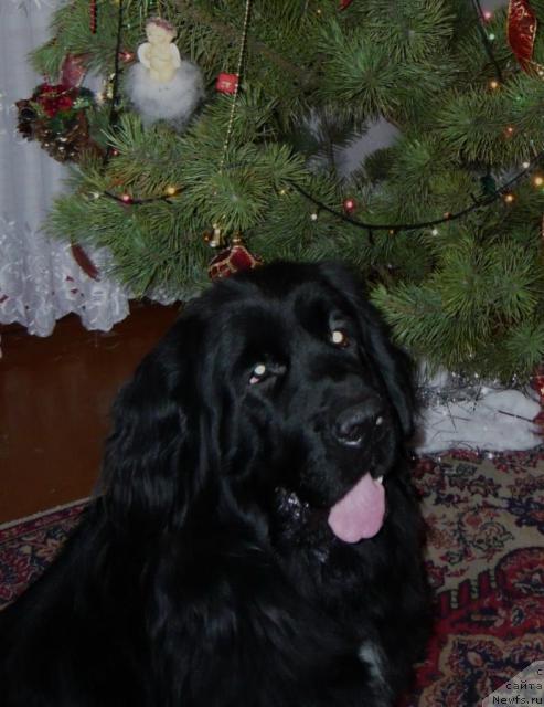 Фото: ньюфаундленд Ирис из Уникальной Коллекции